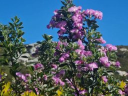 Podalyria calyptrata in bloom